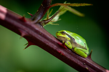 close up of a tree frog