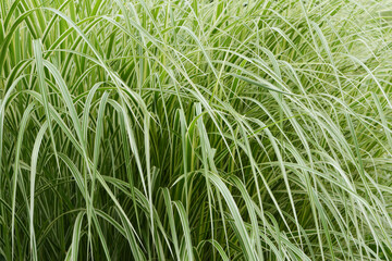 Chinaschilf, Miscanthus sinensis, Silberpfeil