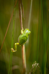 close up of a tree frog in the grass