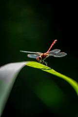 dragonfly on plant