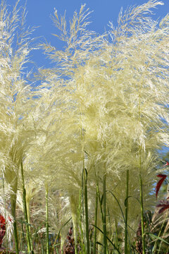 Pampagras, Cortadeira selloana, Sunningdale Silver