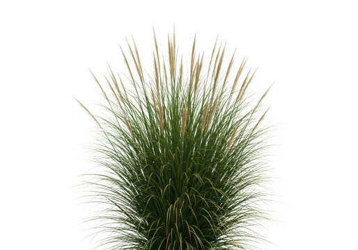 A closeup view of a tall ornamental grass with feathery plumes, isolated on transparent background