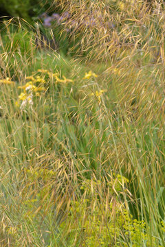 Riesen-Federgras, Stipa gigantea