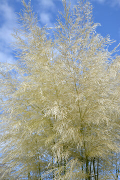 Pampagras, Cortadeira selloana, Sunningdale Silver