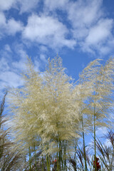 Pampagras, Cortadeira selloana, Sunningdale Silver