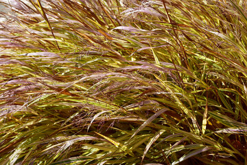 Gold-Japan-Berggras, Hakonechloa macra,  Aureola