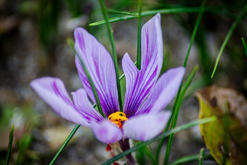 Fototapeta premium Saffron Flowers flourishe in october, november at most. More than 200 flowers are needed to produce one single gram of the spice.