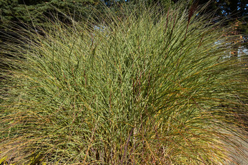 Chinaschilf, Miscanthus sinensis, Morning Light
