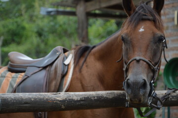 Caballo lIsto para montar