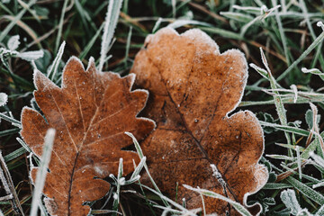 Close-up of fallen brown dry oak leaves covered in frost on a cold autumn morning. The crisp detail of the leaf and grass is captured in this beautiful macro shot of a frosty scene First snowy weather