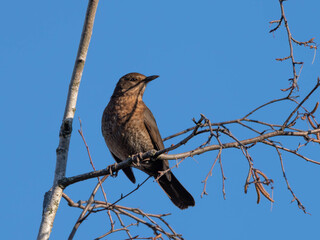 Female Blackbird posing on a Branch before sunny blue Sky in the late Autumn of 2025 in Germany. High quality photo