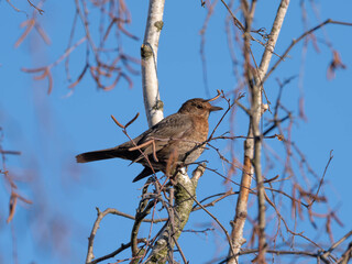 Female Blackbird posing on a Branch before sunny blue Sky in the late Autumn of 2025 in Germany. High quality photo