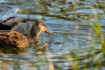 mallard duck swimming on the surface of a pond in the morning light