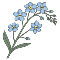 Colored Illustration of Forget- Me- Not Flowers and Buds forget-me-not blue