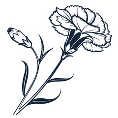 Outline of a Carnation Flower and Bud on White Background drawing sketch