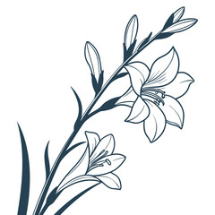 Outline of Lily Flowers and Buds on White Background drawing sketch