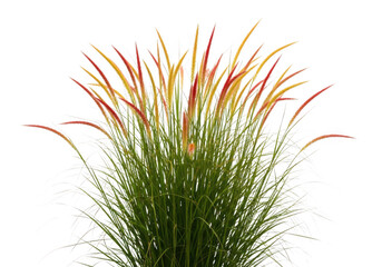 Ornamental grass with red and yellow plumes, isolated on transparent background