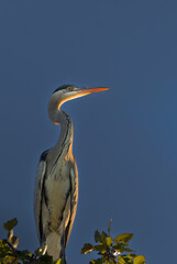 Grey heron perched high in a tree in the light of an autumn morning