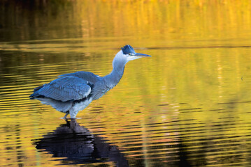Grey heron fishing in a pond in the light of an autumn morning