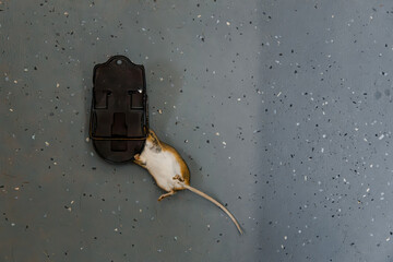 Small brown mouse caught in a black trap on a speckled gray floor. The mouse has a long tail and...