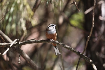 Rock Bunting