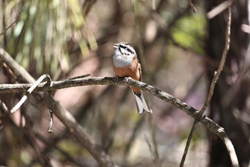 Rock Bunting