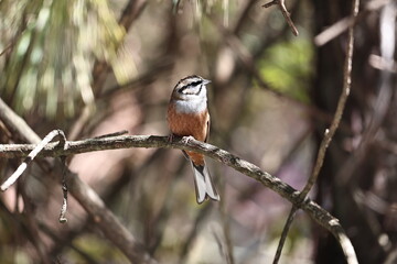 Rock Bunting