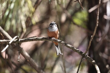 Rock Bunting