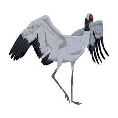 Obraz premium A common crane spreads its wings. Realistic vector bird