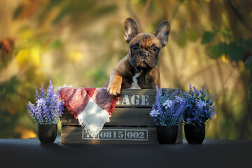 red french bulldog puppy portrait in a wooden basket outdoors in autumn