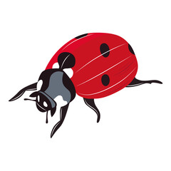 Ladybug insect red and black color. Summer bug. Meadow insects. 