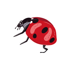 Ladybug insect red and black color. Summer bug. Meadow insects. 