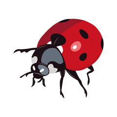 Ladybug insect red and black color. Summer bug. Meadow insects. 