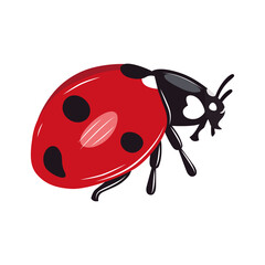 Ladybug insect red and black color. Summer bug. Meadow insects. 