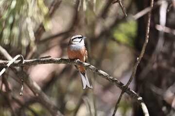 Rock Bunting