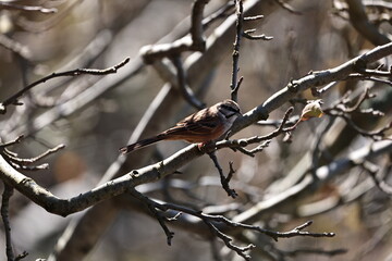 Rock Bunting