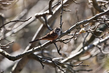 Rock Bunting