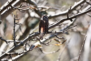 Rock Bunting