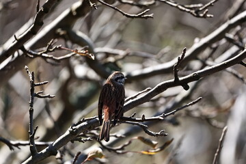 Rock Bunting