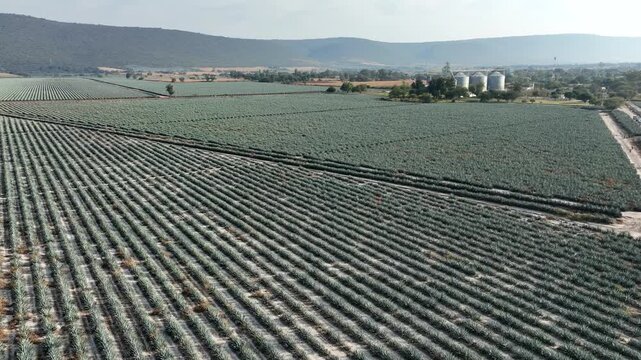  Flight over agave fields in Jalisco, Mexico, discovering the tequila plantations and production process