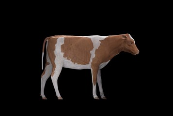 A realistic 3D render of a brown and white dairy cow standing in profile on a clean black background, ideal for agriculture, farming, livestock, veterinary, food production, and educational content.