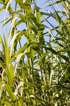 Pfahlrohr, Arundo donax