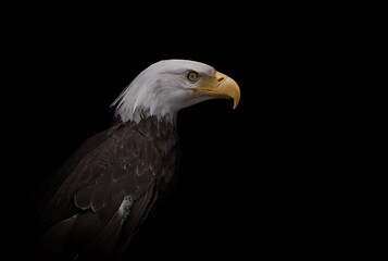 A detailed 3D render of a bald eagle side profile on a black background, showcasing its sharp golden beak, white feathers, and powerful expression, ideal for wildlife, nature, and educational visuals.