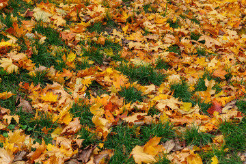 Zbliżenie na jesienne liście tworzące naturalną teksturę i sezonowe tło w ciepłej kolorystyce. Idealne jako background do projektów graficznych i materiałów promocyjnych.