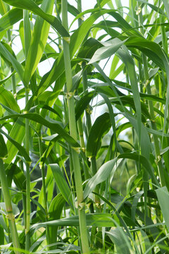 Pfahlrohr, Arundo donax
