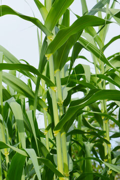 Pfahlrohr, Arundo donax