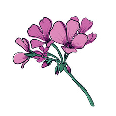 Pink geranium flower cluster botanical illustration
