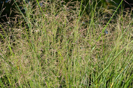 Ruten- Hirse, Panicum virgatum , Cloud  Nine