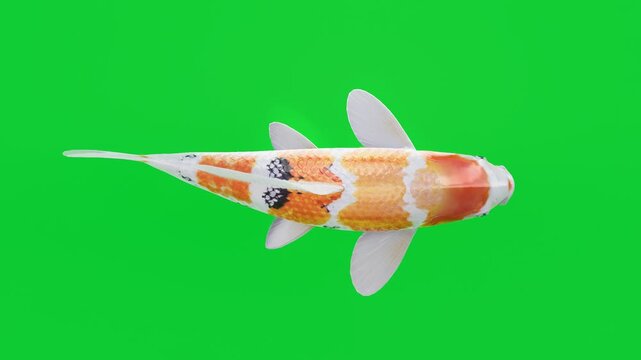 Top view of a colorful koi fish swimming on a clean green screen background, showcasing bright scales and smooth motion. Perfect for chroma key projects, visual effects, ads