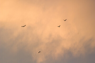3 birds flying with sunset view